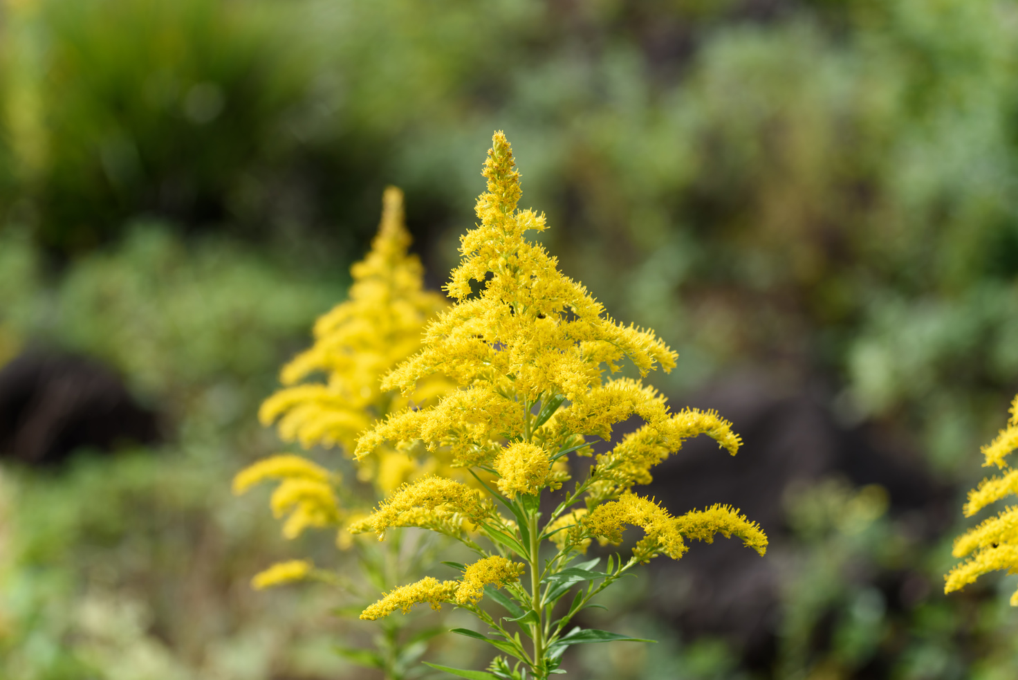 Solidago canadensis