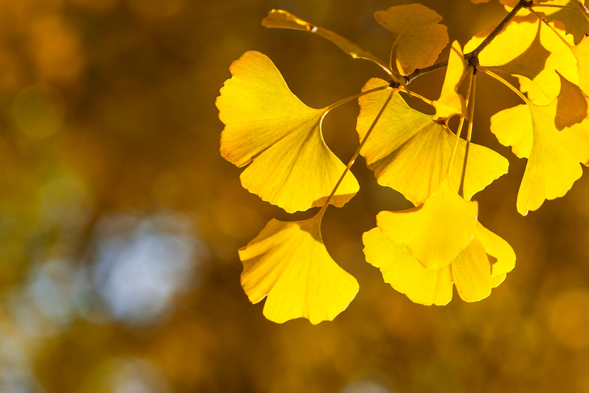 Ginkgo biloba leafs